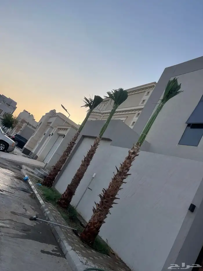 نخيل واشنطن للبيع بجميع انواع المقاسات 0