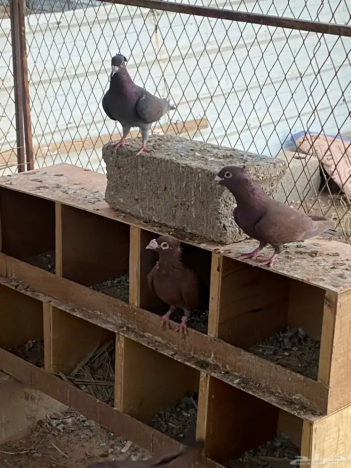 حمام زاجل أحمر مقنبر 3