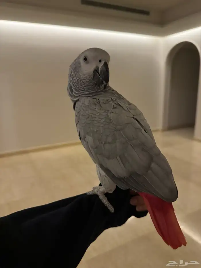 كاسكو مفقود فالمدينة حي المبعوث 0