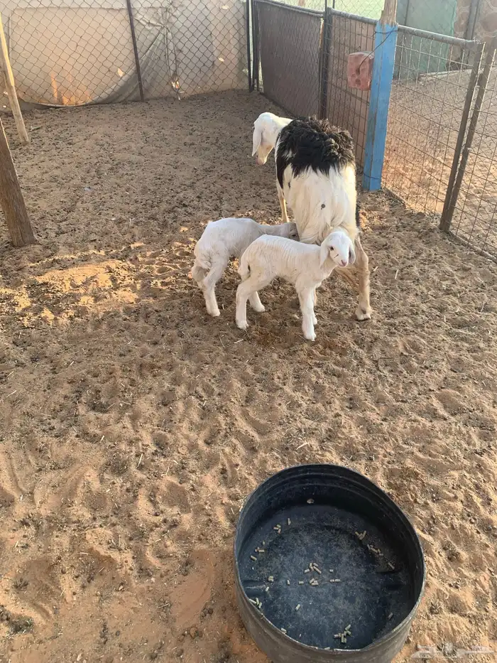 شاه متبع تم البيع 2