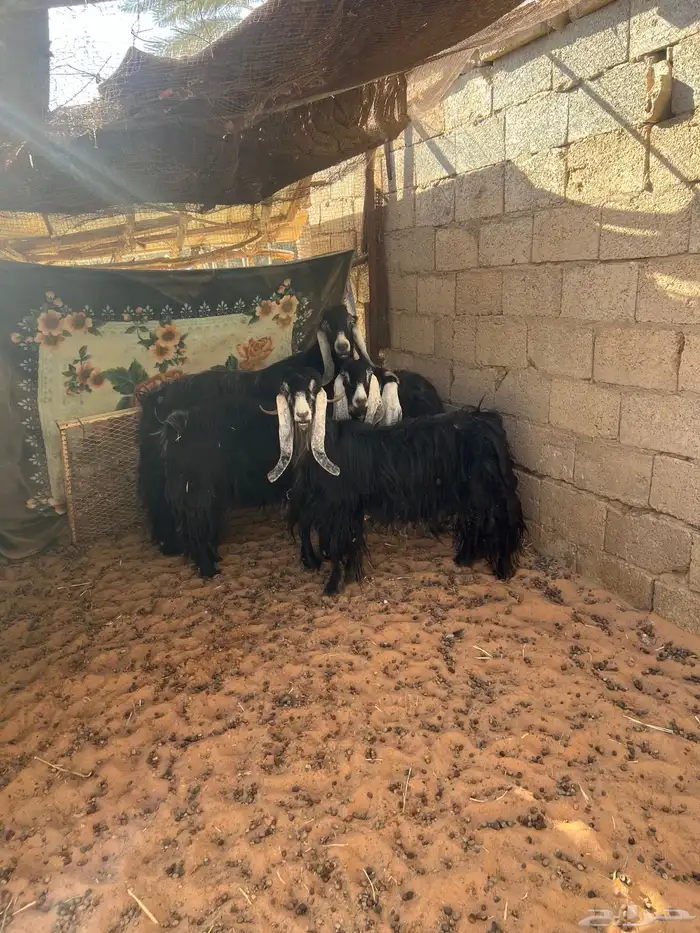معزا عوارض بفحلها 1