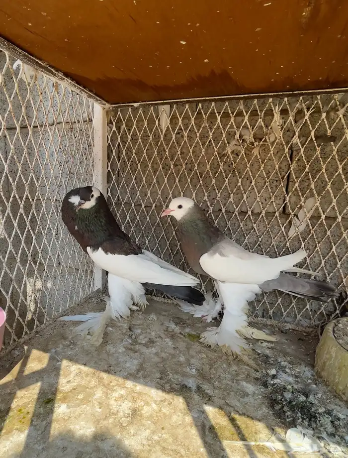 حمام نفاخ مسوبع 0
