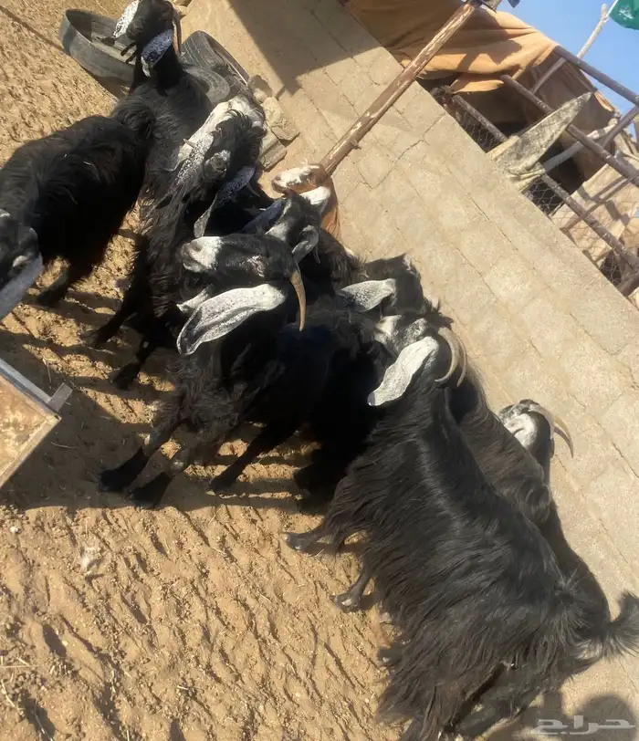 معزاء دفيع 1