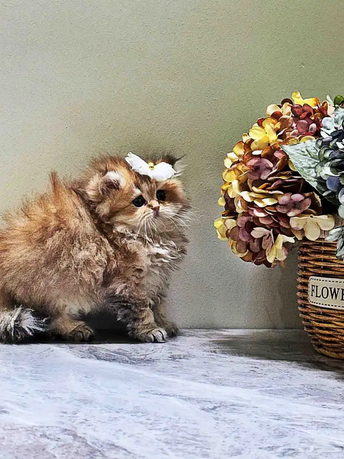 كتن سكوتش بيور للبيع 0