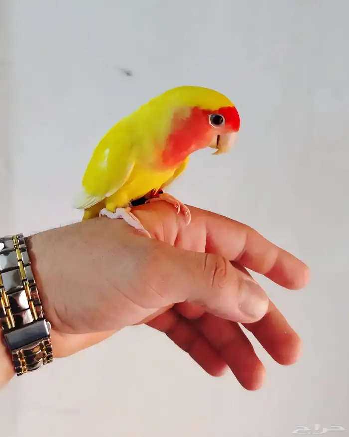 روز لاتينو أليف 0