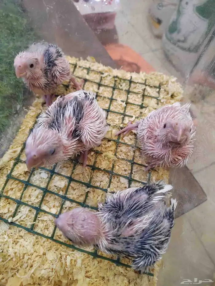 فروخ كروان 0