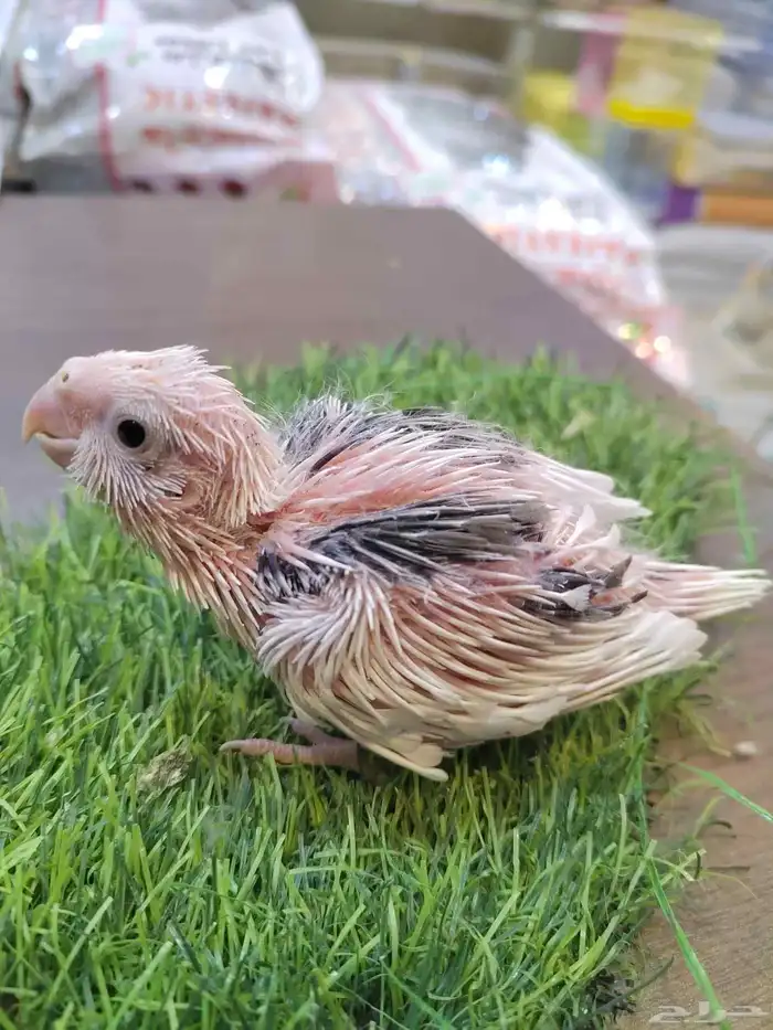 فروخ كروان 2