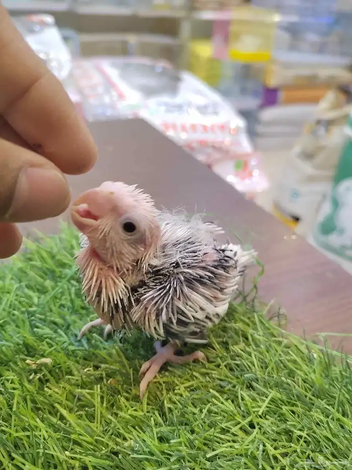 فروخ كروان 4