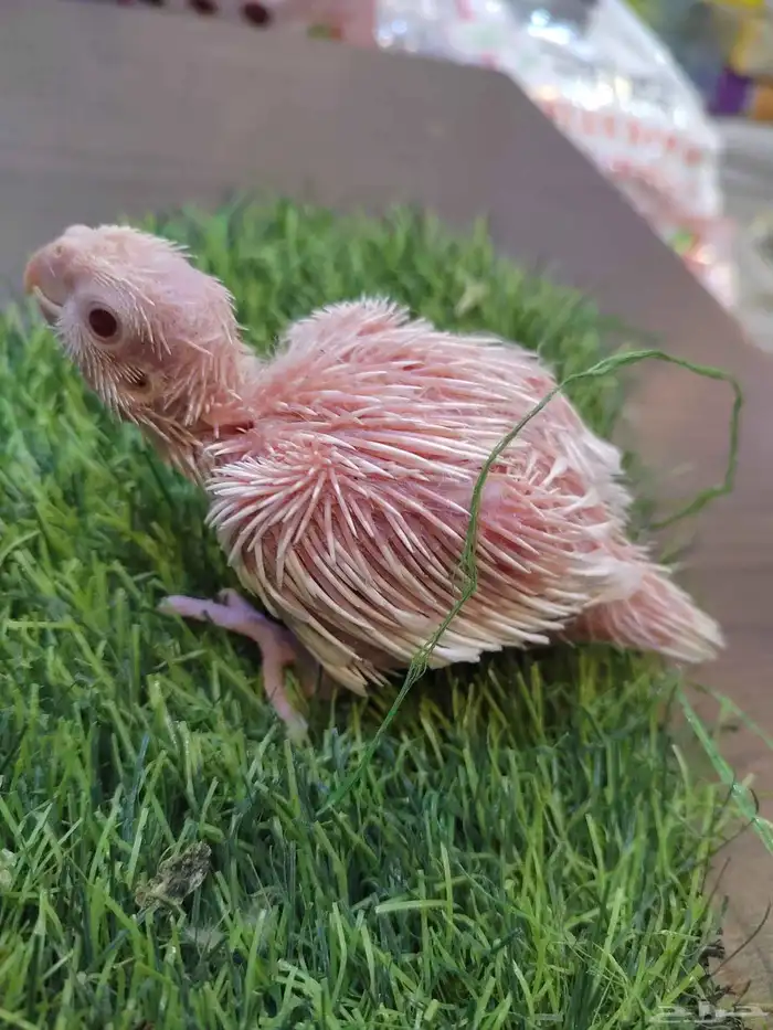 فروخ كروان 1