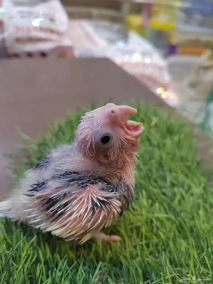 فروخ كروان 3