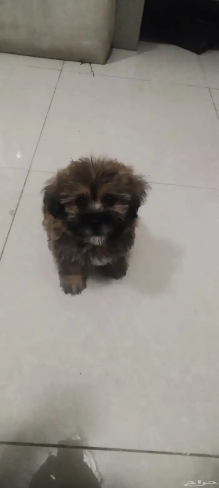 للبيع كلب ذكر اللون النادر قولدن بلاك 4