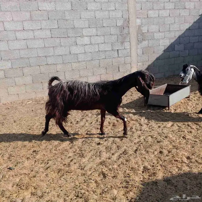 خمس معز للبيع. حليب وحده شامبه تامه به الحليب الوافر حليب 3