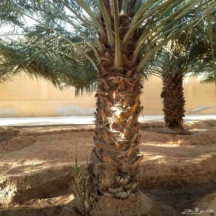 توريد وتركيب شبوك مزارع وتوريد النخيل المثمروالوشنطني 0