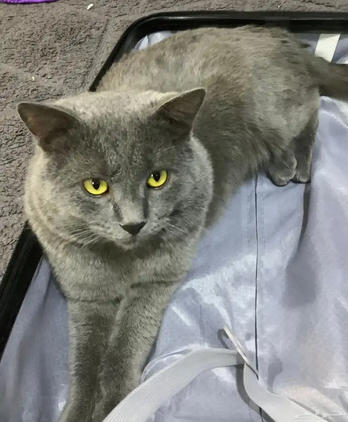 قط بريطاني للبيع ب800 العمر سنه و3 شهور فئ الاحساء 1