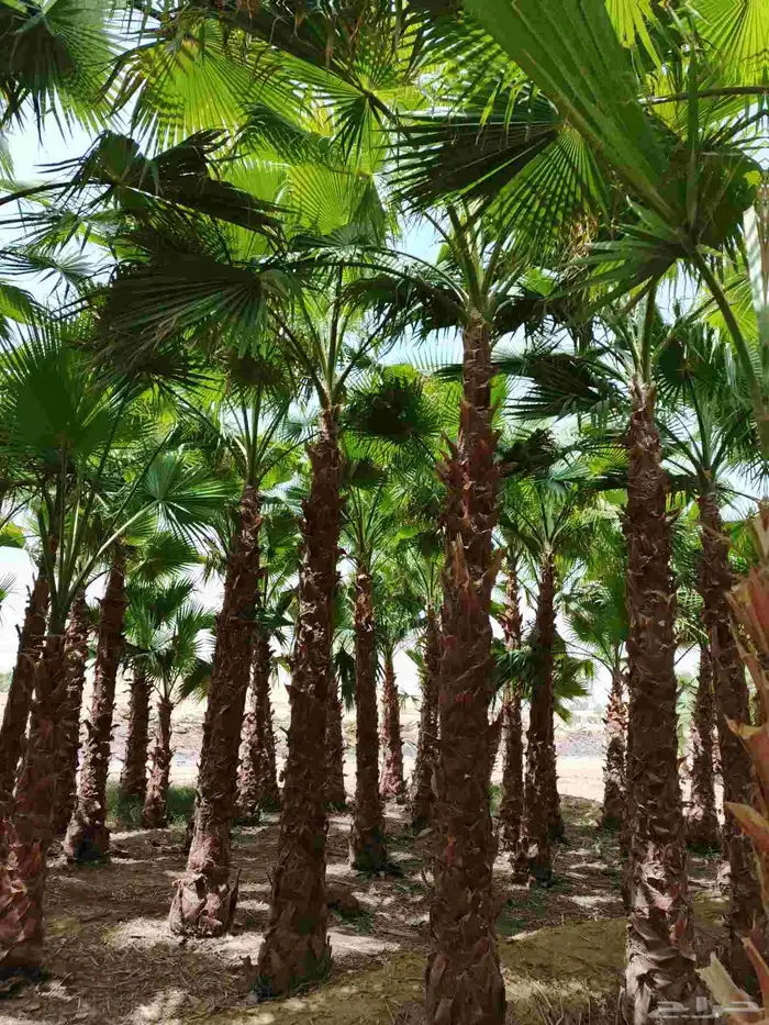 نخل واشنطني ابومروحه ونخل عربي جميع المقاسات متوفره 3