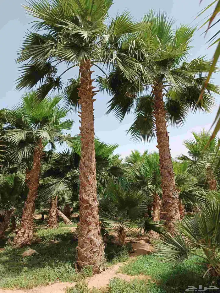 نخل واشنطني ابومروحه ونخل عربي جميع المقاسات متوفره 5