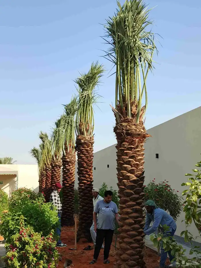 نخل واشنطني ابومروحه ونخل عربي جميع المقاسات متوفره 1
