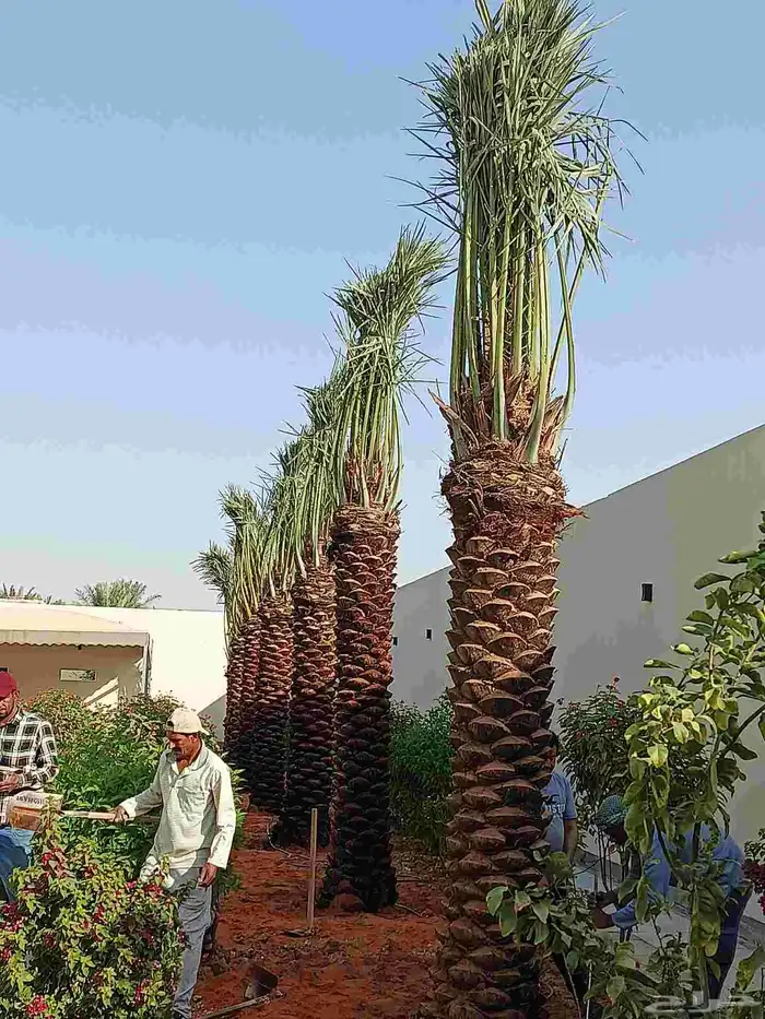 نخل واشنطني ابومروحه ونخل عربي جميع المقاسات متوفره 0