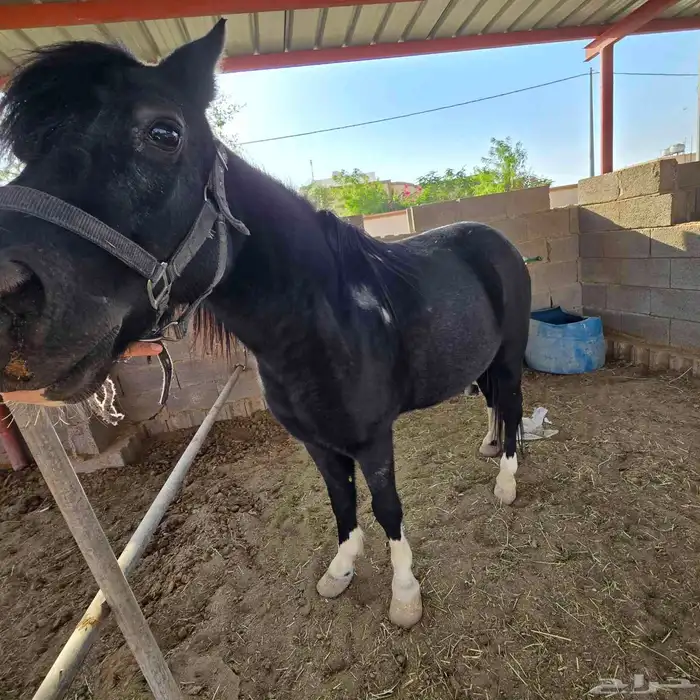 فرس بوني بصحه طيبه 1