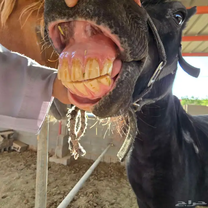 فرس بوني بصحه طيبه 0