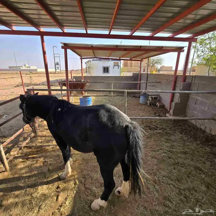 فرس بوني بصحه طيبه 2