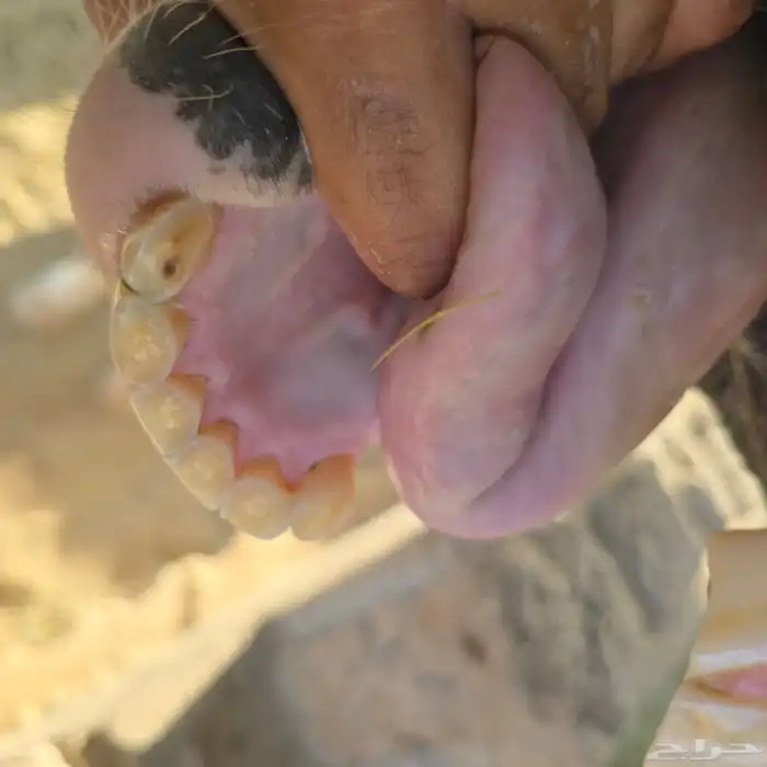 فرس بوني بصحه طيبه 7