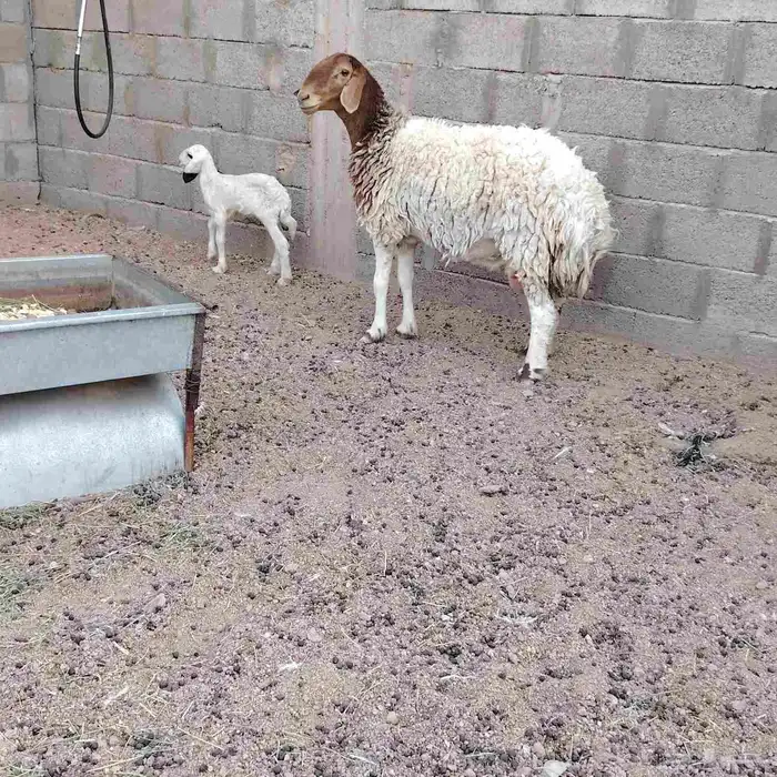 مشروكه حدرها رخل سن ثنيه ديد طيب حلب فل سليما من اي مرض 1