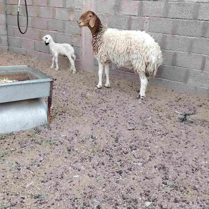 مشروكه حدرها رخل سن ثنيه ديد طيب حلب فل سليما من اي مرض 2