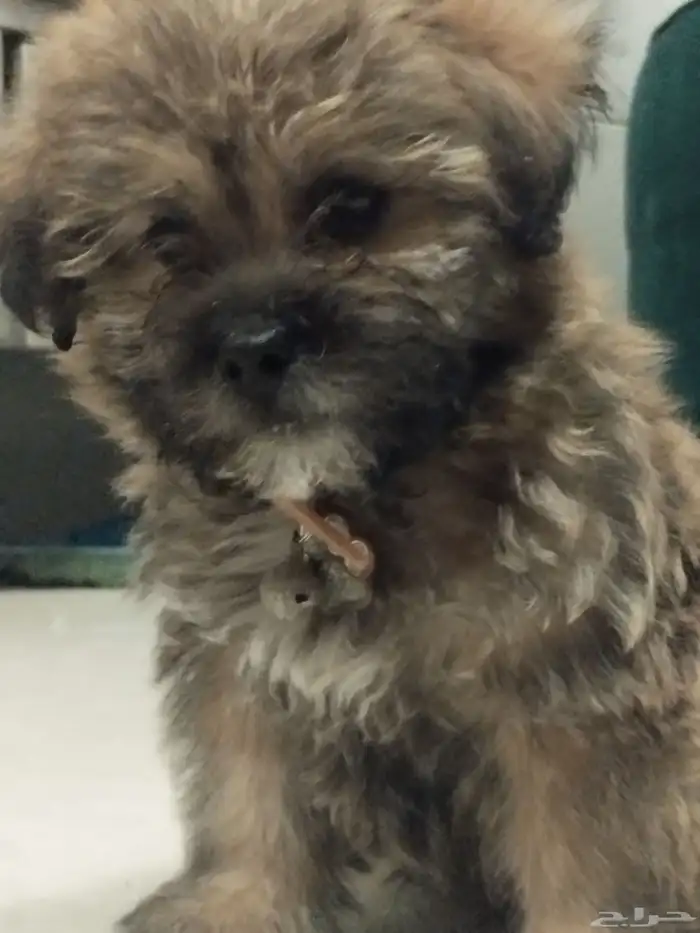 للبيع كلب ذكر اللون النادر قولدن بلاك 1