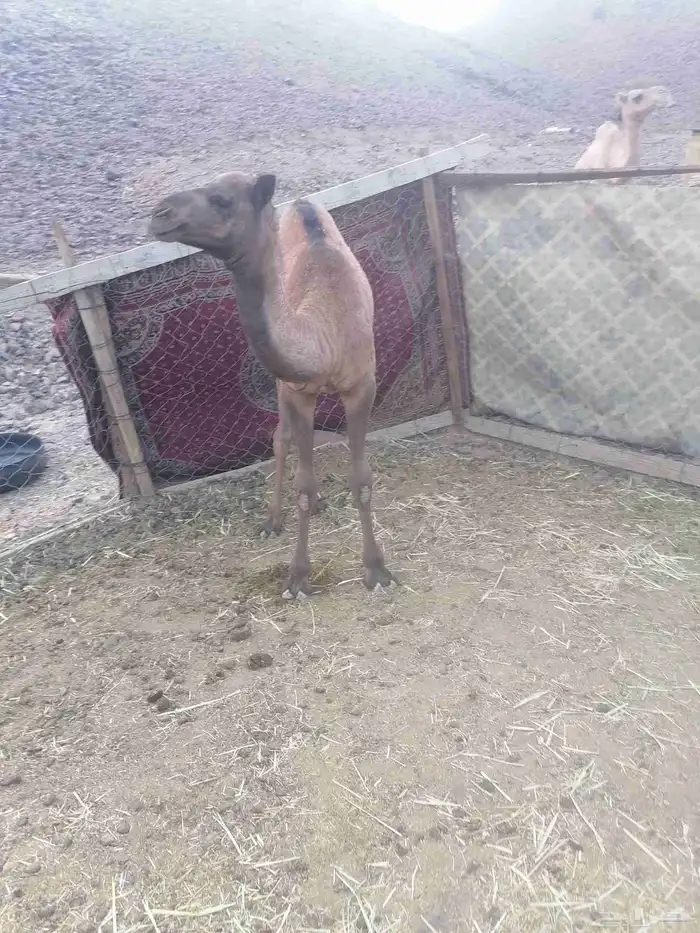 حاشي للبيع 1