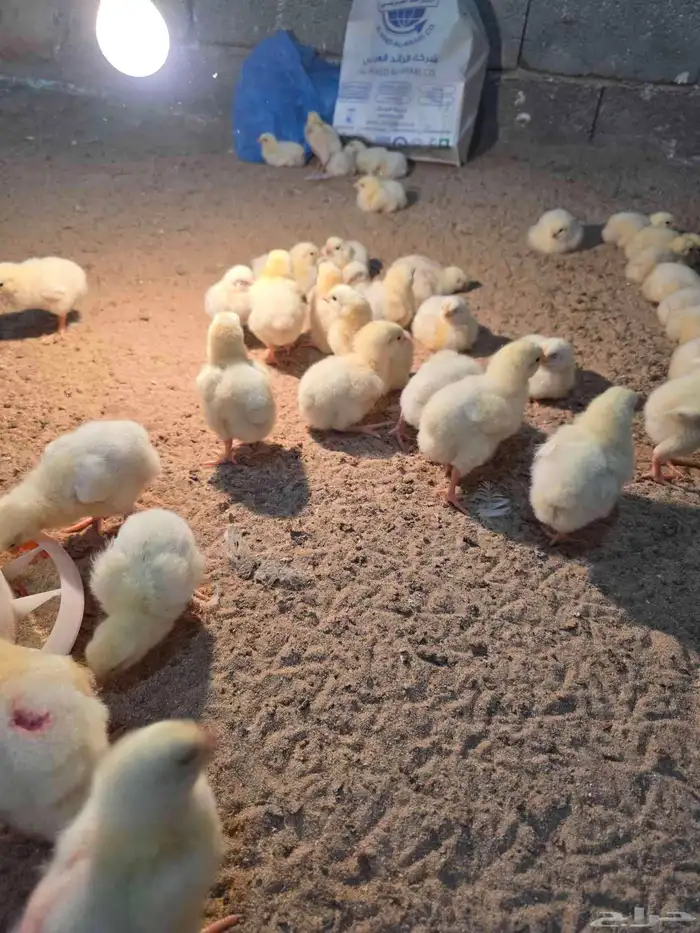 صوص لاحم للبيع عدد قريب 130 0