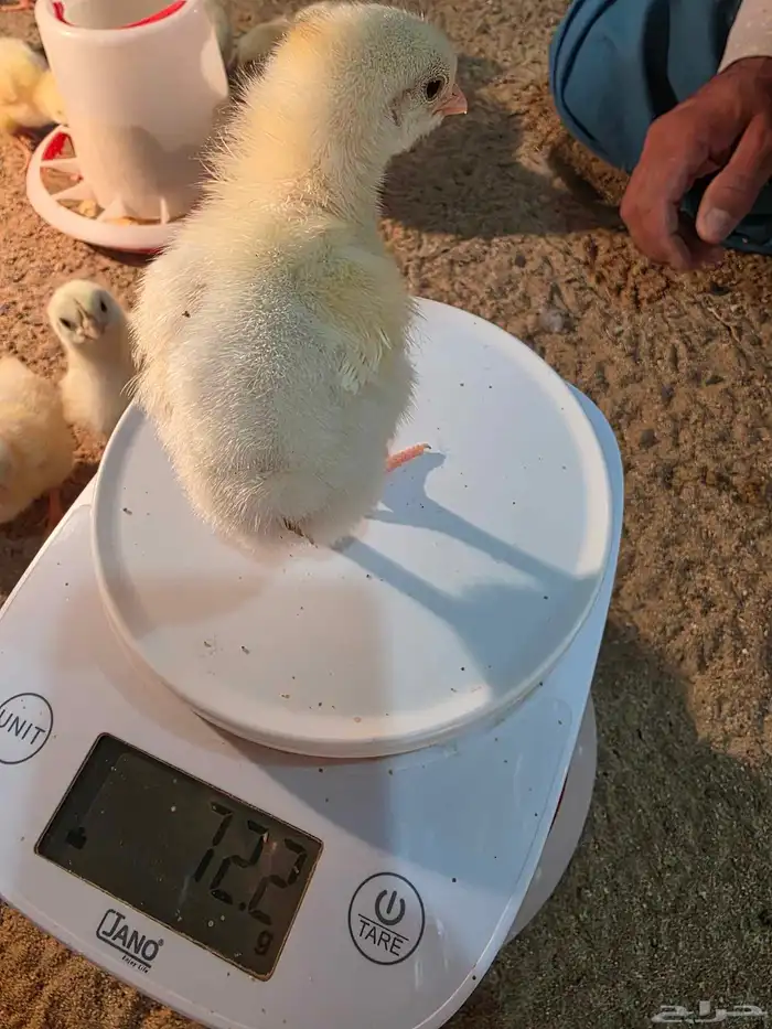 صوص لاحم للبيع عدد قريب 130 1