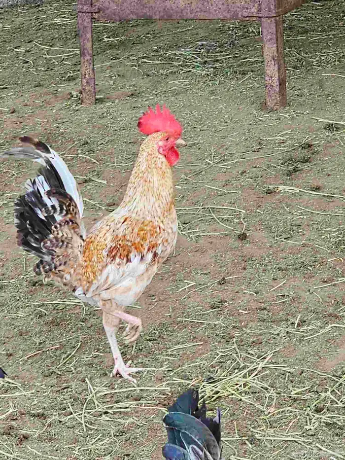 ديوك بلدي للبيع 3
