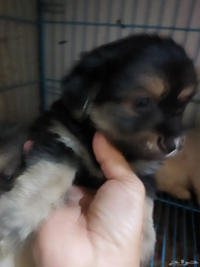 Maltes puppies 4