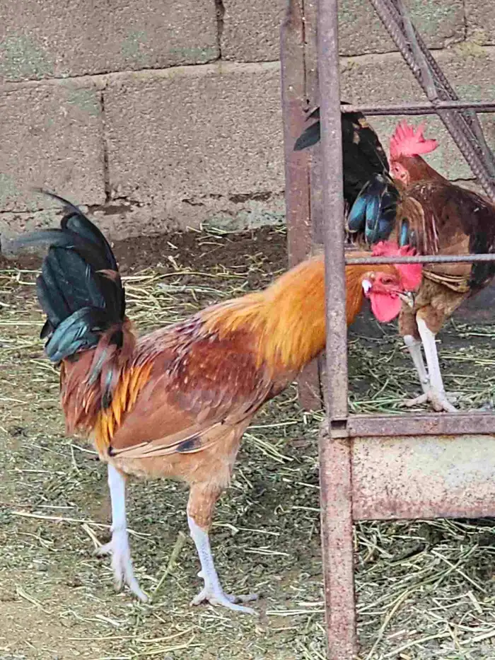 ديوك بلدي للبيع 2