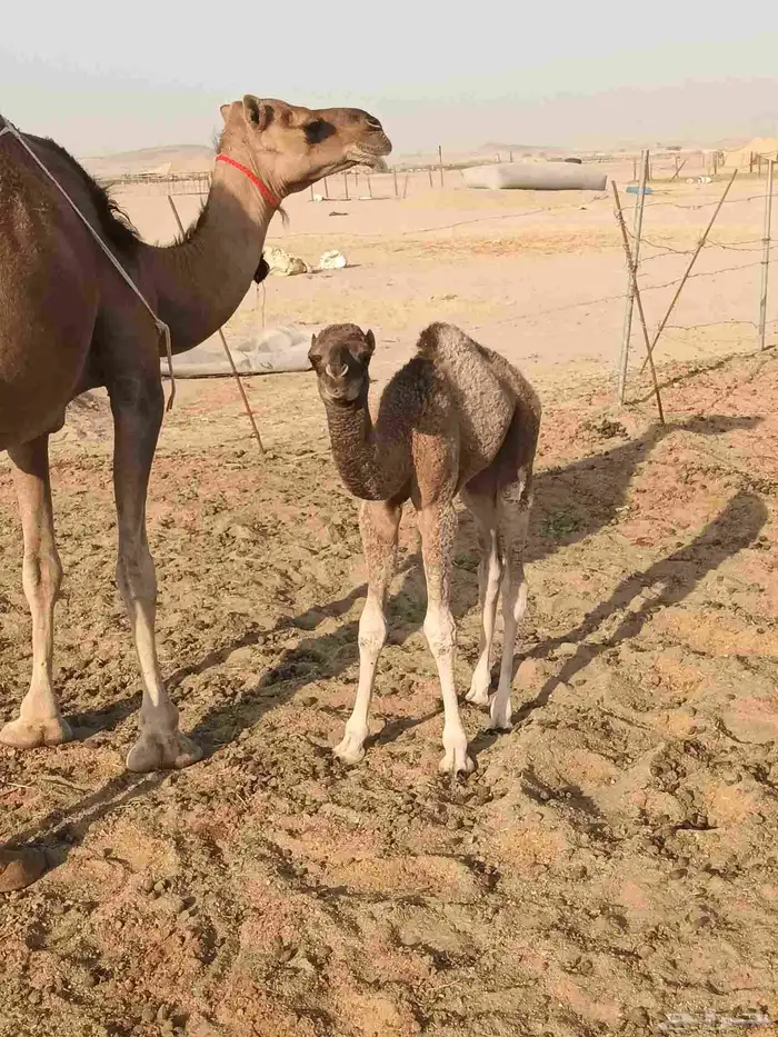 خلفه ساحليه مصغر تحتها بكره 2