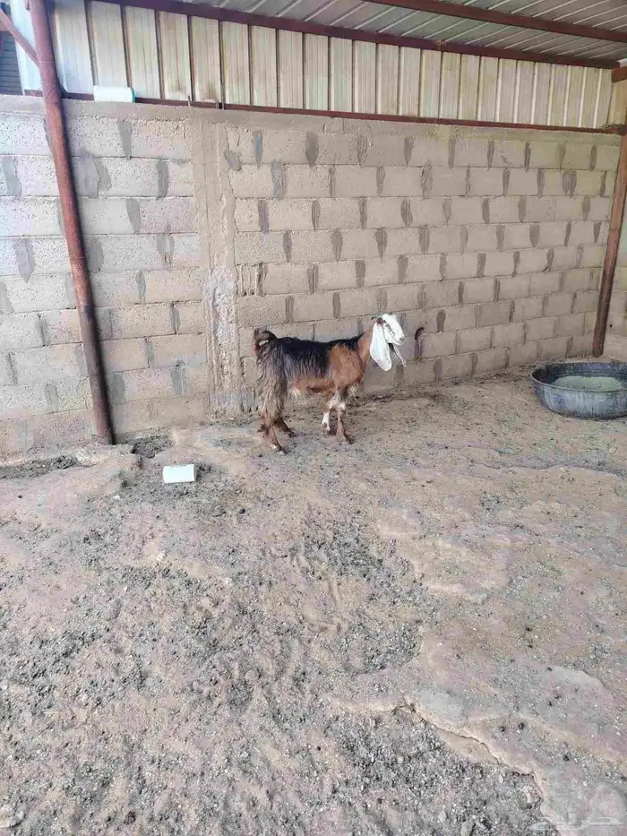 جذعه عارضيه طيبة 1