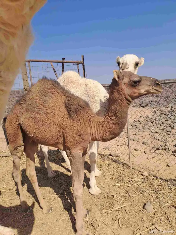 للبيع قعدان العدد اثنين . الوضح عمره 5 شهور والحمر 4 شهور 5