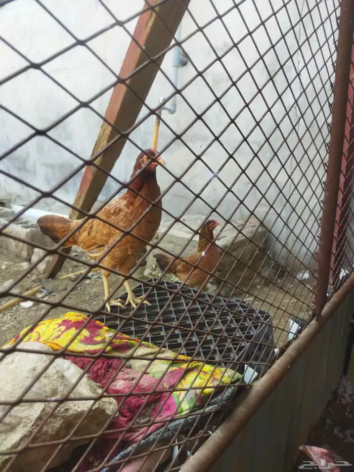 دجاج سندي ودجاج بلدي للبيع 1