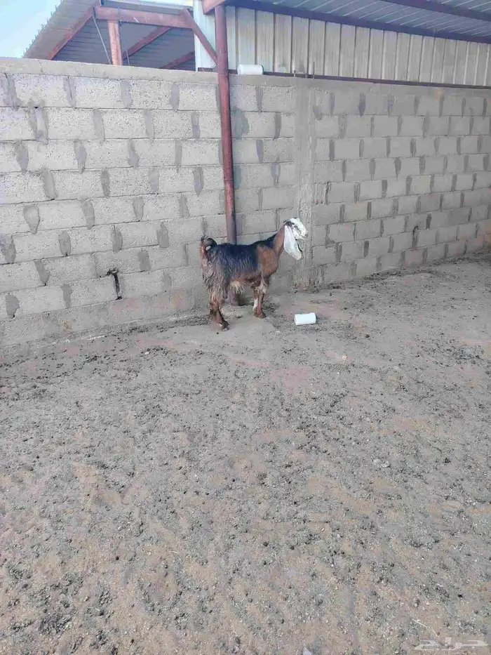 جذعه عارضيه طيبة 0