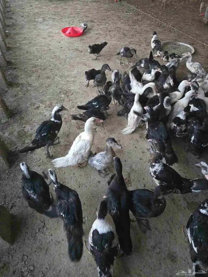بط سوداني او مسكوفي للبيع 4