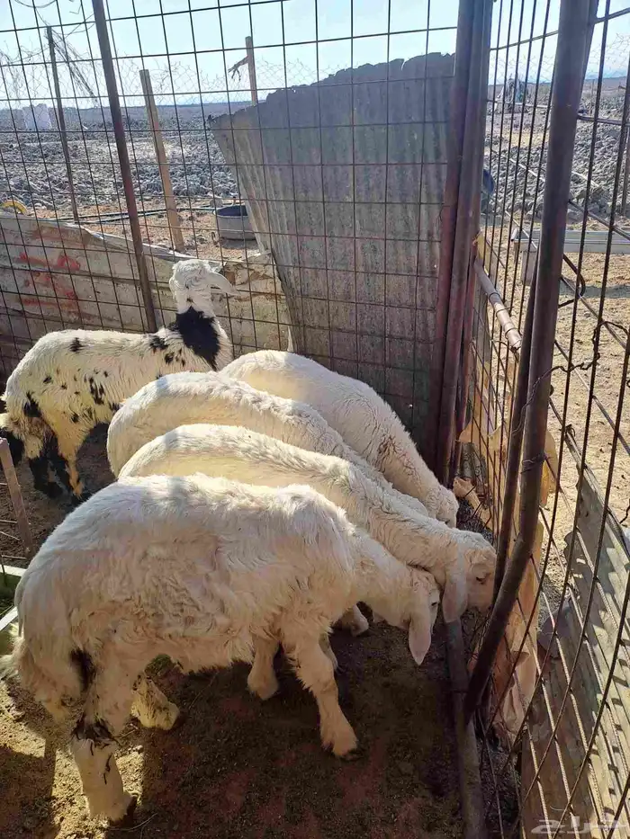 للبيع طليان عدد 5 ثلاثه خرفان ورخلين اعمارها ثلاثه شهور 2