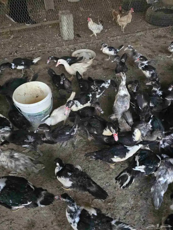 بط سوداني او مسكوفي للبيع 5