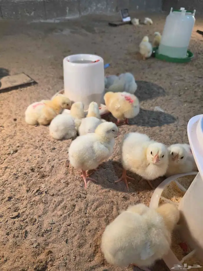 صوص لاحم للبيع عدد قريب 130 2