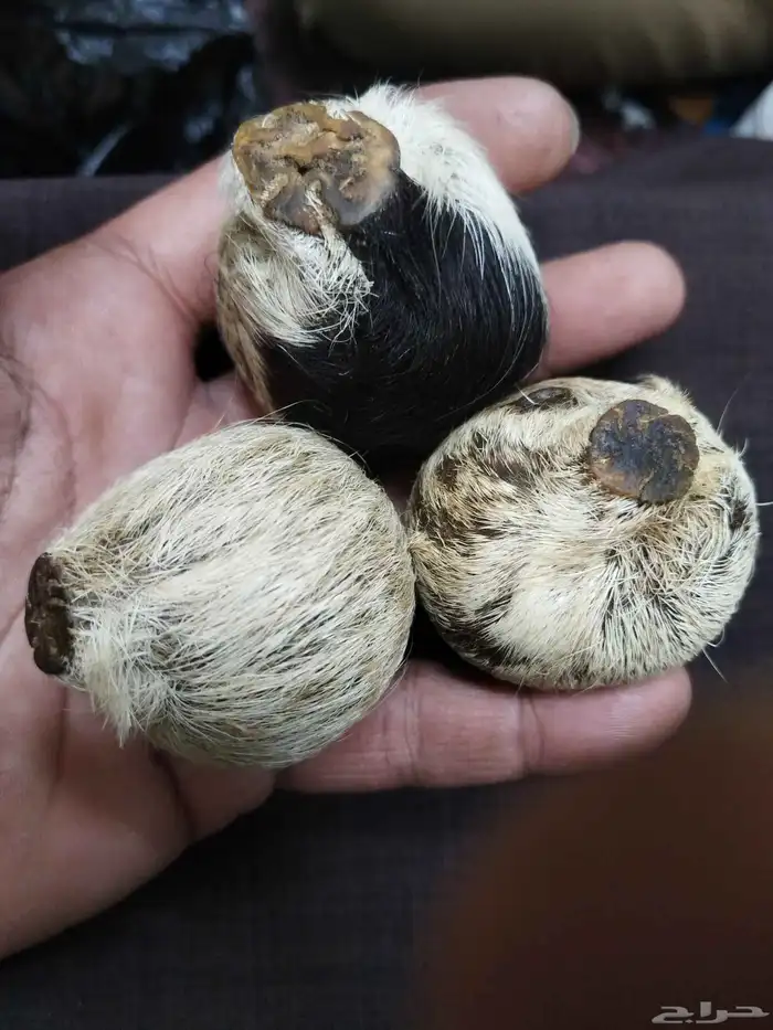 صره مسك الغزال 0