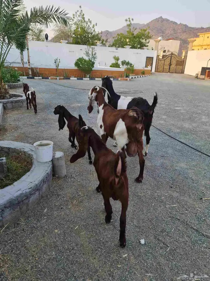 عنزين هولنديات تحتهم 3 0