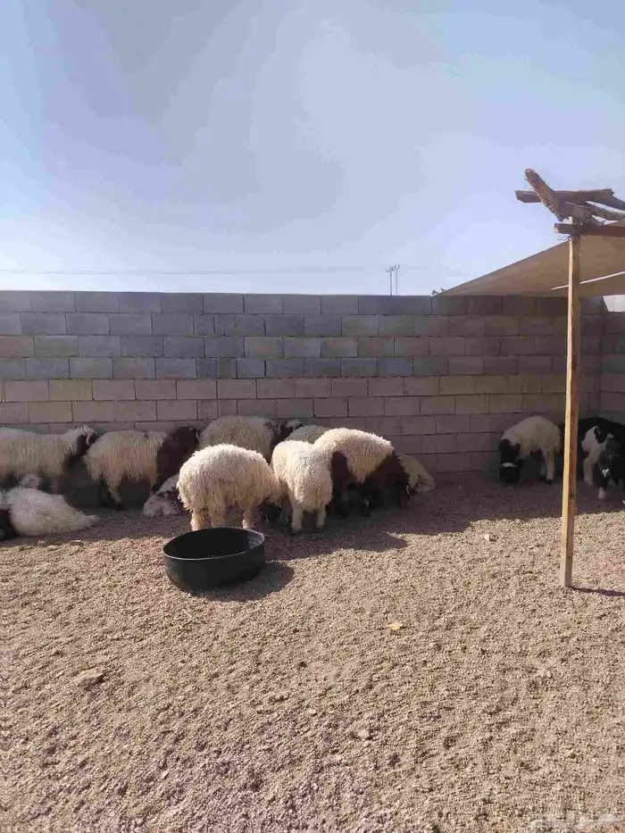 نعيم ذبائح طيبه للمناسبات وطليان نجديه وماعز جنوبي مضاريع 1