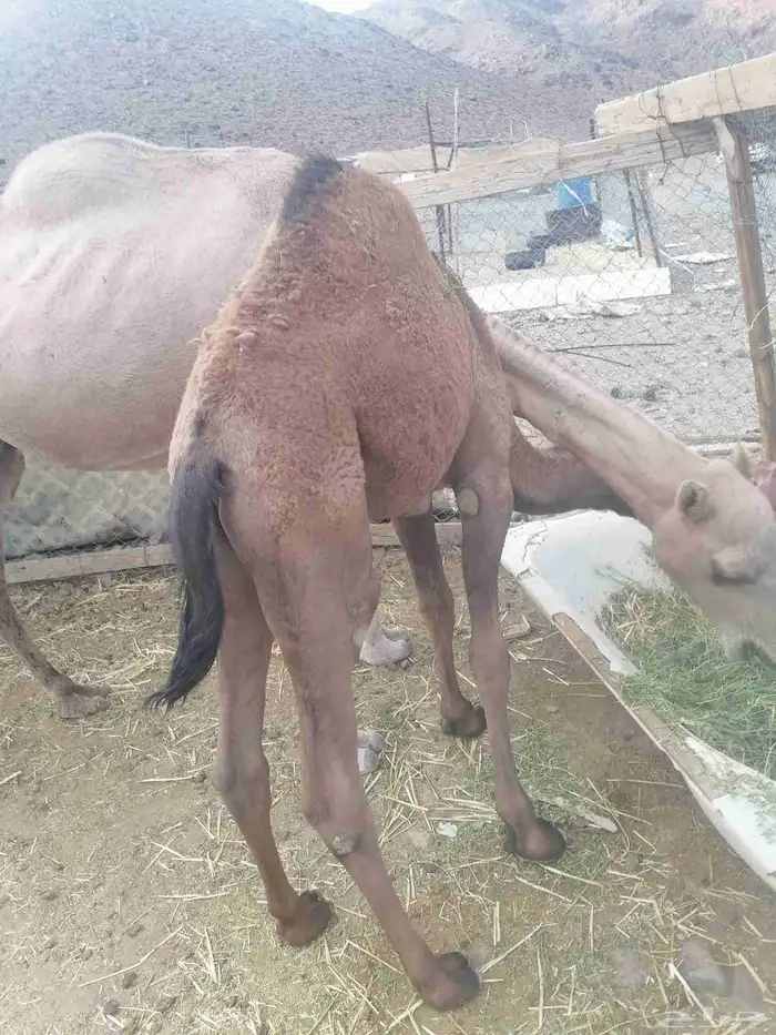 حاشي للبيع 5