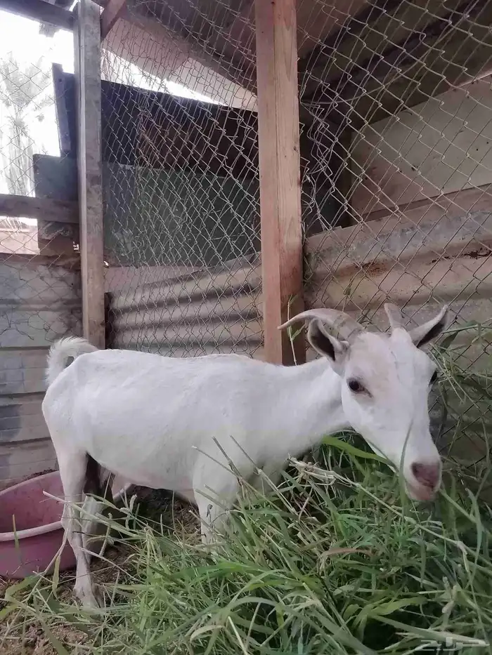 للبيع ماعز ان شاء الله انها مضرع بداية حمال 0