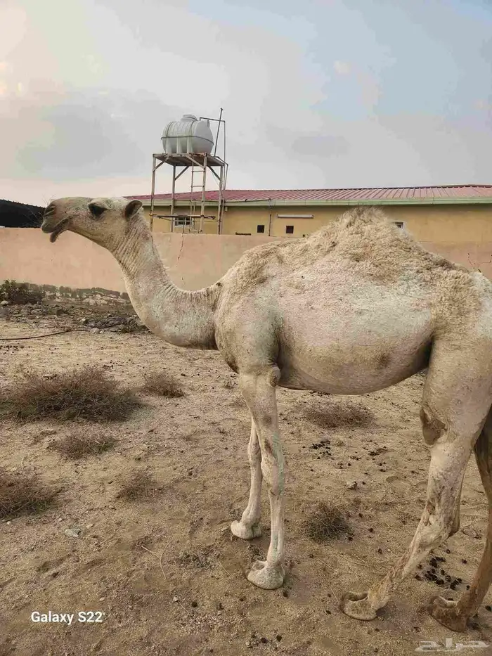 بكره للبيع عمرها سنتين و 10 شهور 0